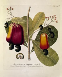 Botanical: Cashew nuts (Western Anacardium) Plate drawn from Medicinalium secundum Linnaei digestarum by Joseph Jacobi Plenck 1788-1803 Private collection