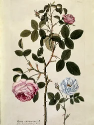 Botanical: Rose with a Hundred Leaves (Rosa centifolia)