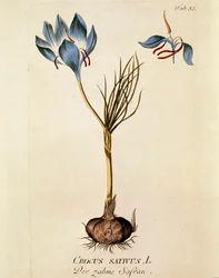 Botanical: Saffron