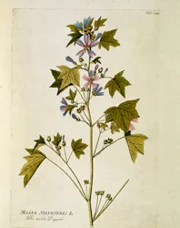 Botanical: 