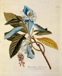 Botanical: 