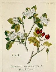 Botanical: Spinous Aubepine (Crataegus oxycantha)
