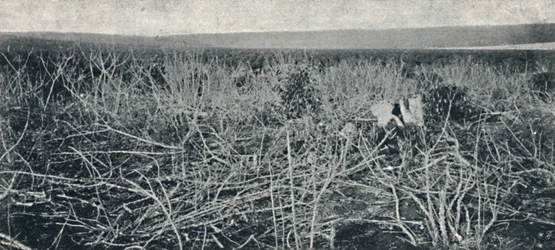 Cassava Plantation