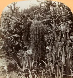 Cactus Garden, Cragin Place, Lake Worth, Florida, c.1900