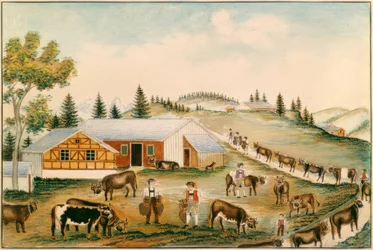 Cattle Drive to the Alpine Pastures