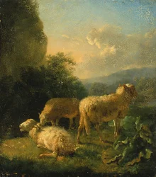 Sheep