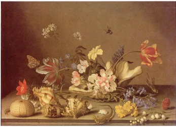 Still Life of Flowers and Shells