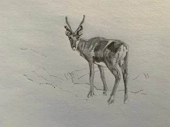 Reindeer