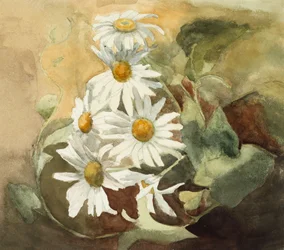 Daisies