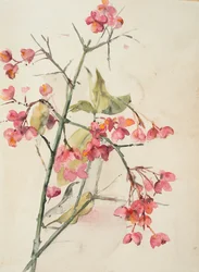 Pink Flowers