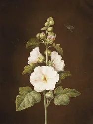A Hollyhock