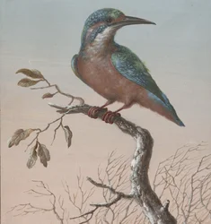 Kingfisher (series title: Four gouaches of birds)
