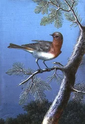 Robin Standing on a Branch