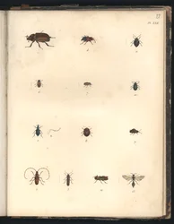 Beetles and Wasps, Pl. XXII, illustration from “Collection of observations in zoology and comparative anatomy, made in the Atlantic Ocean, in the interior of the new continent and in the South Sea pend”