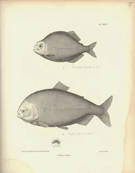 Characidae, Pl. XLVII, steel engraved by Coutant after an engraving by Nicola Huet, illustration from 