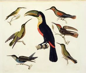 Native Birds, Including the Toucan, Amazon, Brazil, from 