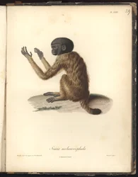 Simia melanocephala, Pl. XXIX, steel engraved by Louis Bouquet (1765-1814) after an engraving by Nicola Huet (1770-1827), illustration from Recueil d
