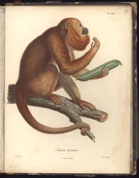 Simia ursina, Pl.XXX, illustration from Recueil d