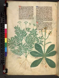 Tractatus de Herbis