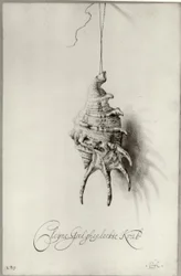 Seashell from an Album
