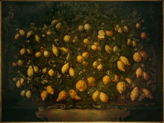 Bitter oranges, citrons and lemons