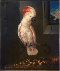 White Parrot