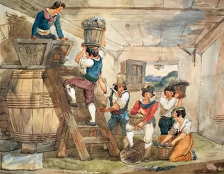 Harvesters Bringing Grapes to Press