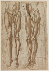 Two Studies of a Flayed Man