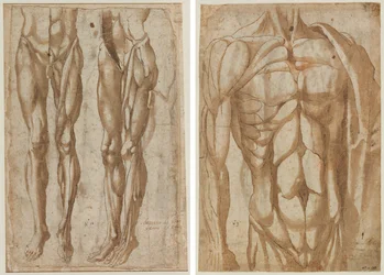Two Studies of a Flayed Man (recto) Study of a Flayed Torso (verso)