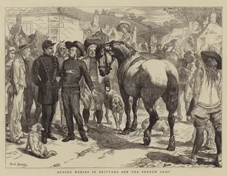 Buying Horses in Brittany for the French Army