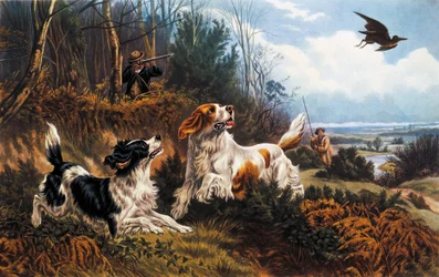 Woodcock hunting
