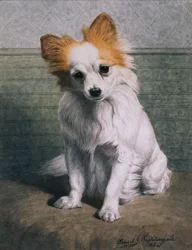 Toy Dog