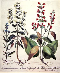 Species of Salvia