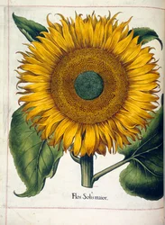 A sunflower, from 