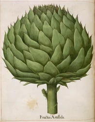 Artichoke, from 