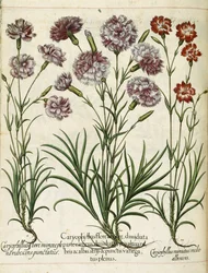 Caryophyllus, from Hortus Eystettensis