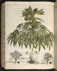 Helleborus, Illustration from 
