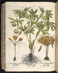 Helleborus Niger, Crocus Vernus, from Hortus Eystettensis, by Basilius Besler
