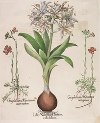 Lilio Narcissus Hemerocalli, 1613
