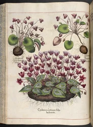 Plate 348: Cyclamen. Hortus Eystettensis, Basilius Besler, 1613