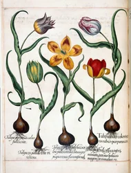 Tulip, from Hortus Eystettensis