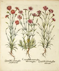 Varieties of Caryophyllus Sylvestris (published in Hortus Eystettensis)