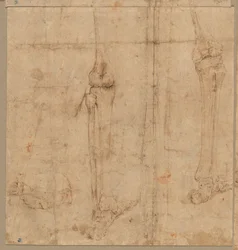 Lower Half of Skeleton from the Back, early 1540s
