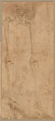 Lower Half of Skeleton from the Front