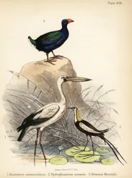 Asian openbill, pheasant-tailed jacana and takahē, 1855