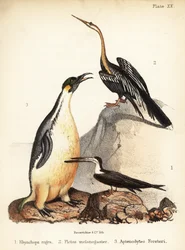 Black skimmer, Oriental darter and emperor penguin. 1855