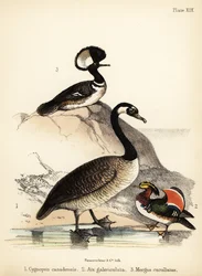 Canada goose, Mandarin duck and hooded merganser. 1855