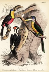 Green-billed toucan, curl-crested aracari and ivory-billed woodpecker 1855