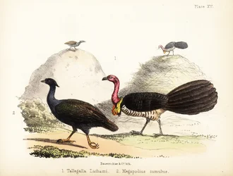 Gweela and Orange-Footed Scrubfowl 1855