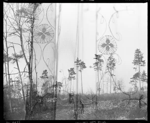 Trees Through Lace